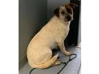 Adopt Bandit a Australian Cattle Dog / Blue Heeler