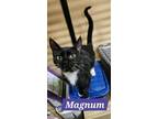 Adopt Magnum a Domestic Short Hair
