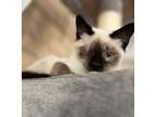 Adopt Keanu a Siamese, Domestic Short Hair