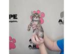 Adopt Chancey a American Shorthair, Domestic Short Hair
