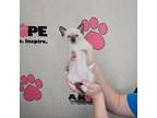 Adopt Antsy a Snowshoe, Siamese