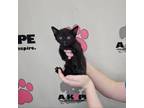 Adopt Normalcy a Bombay, Domestic Short Hair