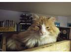 Adopt Pablo a Domestic Long Hair
