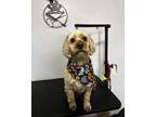 Adopt Clyde a Cocker Spaniel, Goldendoodle
