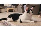 Adopt Gucci a American Shorthair