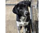 Adopt Kaiser CFS 240062165 a Border Collie