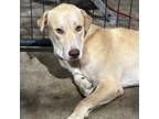 Adopt Walter CFS 240063804 a Yellow Labrador Retriever