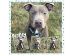 Adopt Bentley CFS 240065855 a Pit Bull Terrier
