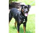 Adopt Bullet a Mixed Breed