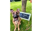 Adopt Gunner a German Shepherd Dog