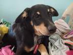Adopt Joseph a Labrador Retriever
