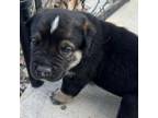 Adopt Bear a Pit Bull Terrier