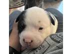 Adopt Piglet a Pit Bull Terrier