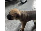 Adopt Gopher a Pit Bull Terrier