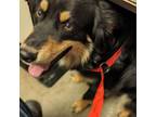 Adopt MICK a Australian Shepherd
