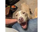Adopt BAXTER a American Staffordshire Terrier, Mixed Breed