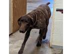 Adopt DENVER a German Shorthaired Pointer
