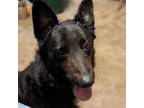 Adopt ALBUS a Australian Shepherd, Mixed Breed
