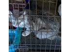Adopt GREY a Domestic Long Hair