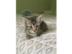 Adopt Stetson a Domestic Short Hair