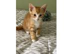 Adopt Sawyer a Domestic Short Hair