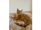 Adopt Spike a Domestic Short Hair