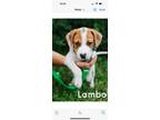 Adopt Lambo-Tessie a Mixed Breed