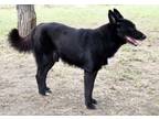 Adopt Bingo a Border Collie, Mixed Breed