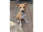 Adopt Tucker a Catahoula Leopard Dog
