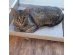 Adopt Bubba - handsome tabby a Domestic Short Hair