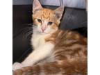 Adopt Eric a Domestic Short Hair