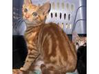 Adopt Vince a Domestic Short Hair