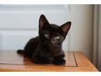 Adopt Benny a American Shorthair