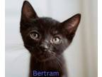 Adopt Bertram a American Shorthair