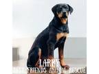 Adopt Larry a Rottweiler
