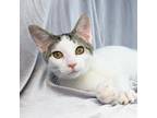 Adopt Carson a Domestic Short Hair