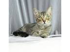 Adopt Spencer a Domestic Short Hair