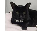 Adopt Mic a Domestic Short Hair