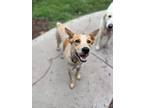 Adopt Leo a Australian Cattle Dog / Blue Heeler