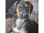 Adopt Ted a Bluetick Coonhound, Mixed Breed