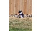 Adopt Yodel a Husky