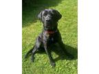 Adopt Rocky a Newfoundland Dog, Mastiff