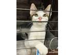 Adopt oswald a Domestic Short Hair, Tabby