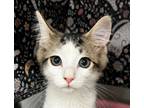 Adopt Lovey a Domestic Medium Hair, Tabby