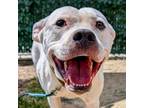 Adopt Scarecrow a Pit Bull Terrier, Mixed Breed