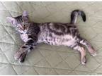Adopt Martini a Tabby