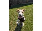 Adopt Pippen a Corgi, Australian Cattle Dog / Blue Heeler