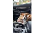 Adopt Pocotello a Hound