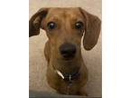 Adopt Remington a Dachshund
