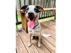 Adopt Gus a Australian Cattle Dog / Blue Heeler